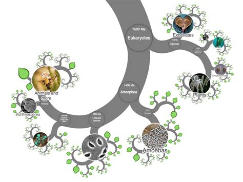 pictures living organisms|OneZoom Tree of Life Explorer.